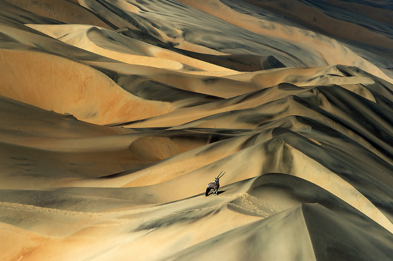 Springbock in einer Wüstelandschaft
