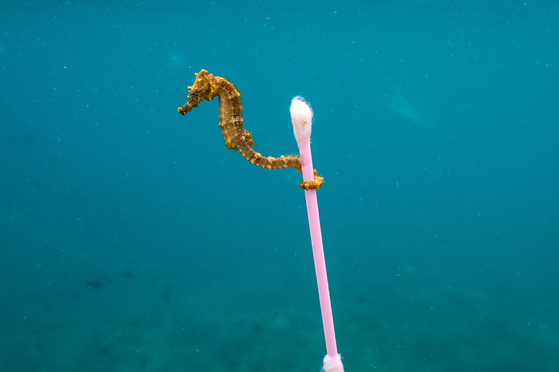 Seepferdchen mit Wattestäbchen