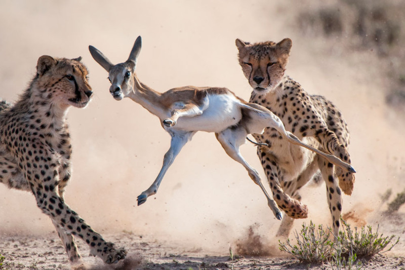 Geparden erlegen einen Springbock.
